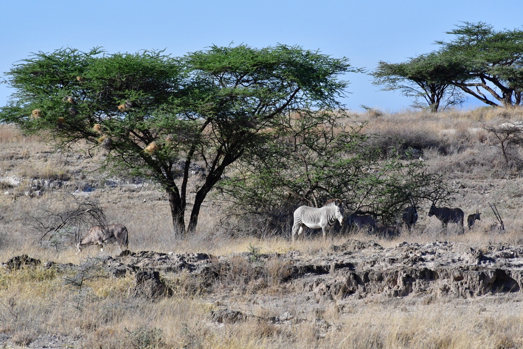 Buffalo Springs Nat. Reserve